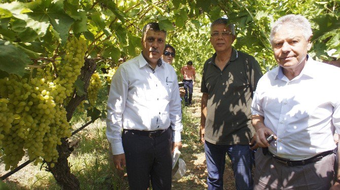 Rusya Heyetinden Üzüm Bağlarında İnceleme