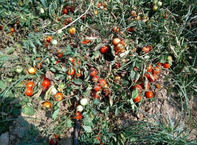 Aydın’da Kırmızı Altın Üreticiyi Üzdü