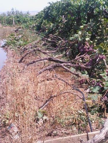 Chp’li Nurlu "Çiftçiye Dolu Vurdu"