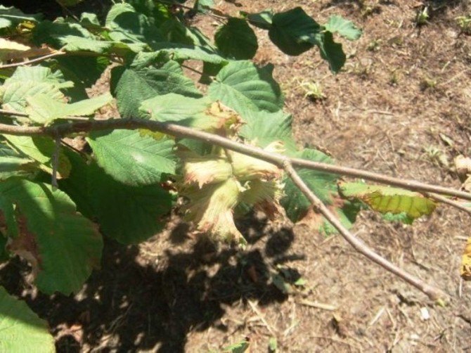 Fındık Hasadında Dikkat Edilecek Hususlar