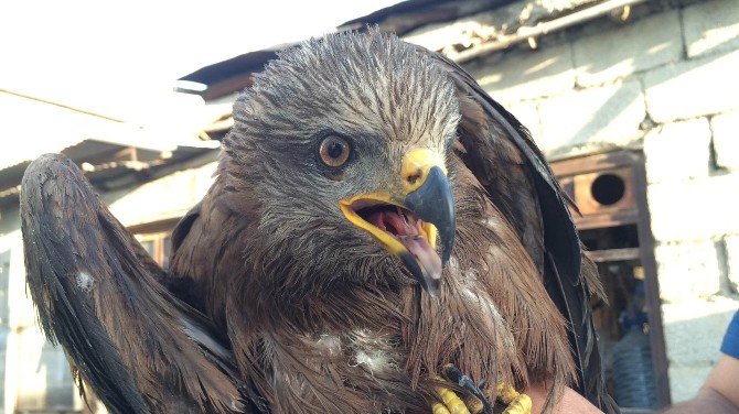 Yaralı Şahin, Van’da Tedavi Altına Alındı