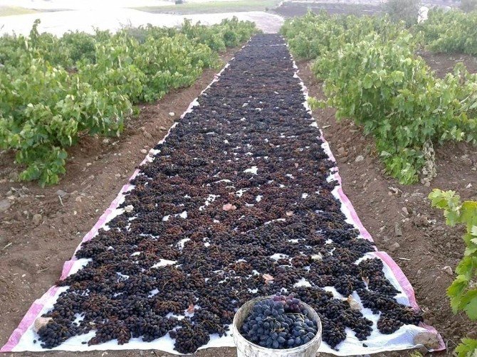 Horozkarası Üzüm Kurutulmaya Başlandı
