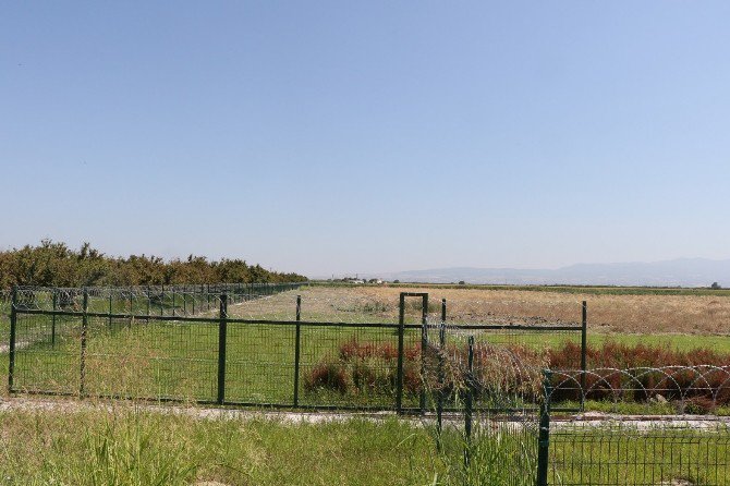 Büyükşehirden 50 Dönümlük Sera Hamlesi