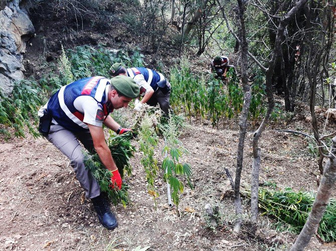 Ormanlık Alanda Bin Kök Kenevir Ele Geçirildi