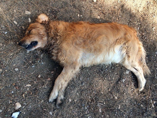 Antalya’da Köpekleri Zehirleyerek Öldürdüler