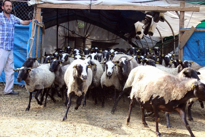 Adeta Kuzu Fabrikası Olan Bu Koyunlar Kurbanlık Fiyatlarını Düşürecek