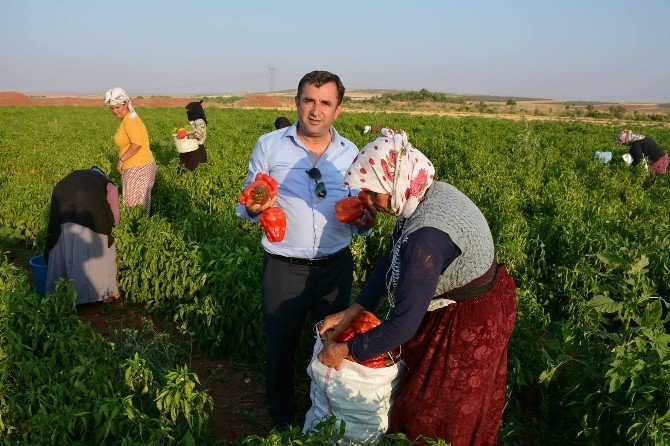 Elbeyli İlçesinde Biber Hasılatına Başlanıldı