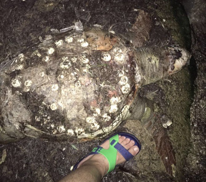 Milas’ta Ölü Caretta Caretta Kıyıya Vurdu