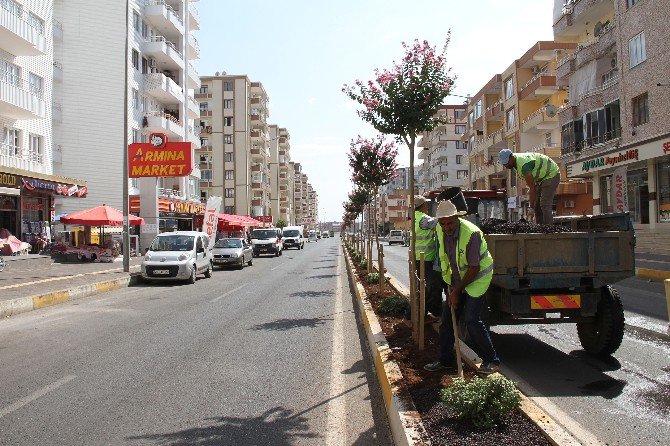 Bağlar Belediyesi’nin Yeşillendirme Çalışmaları Devam Ediyor