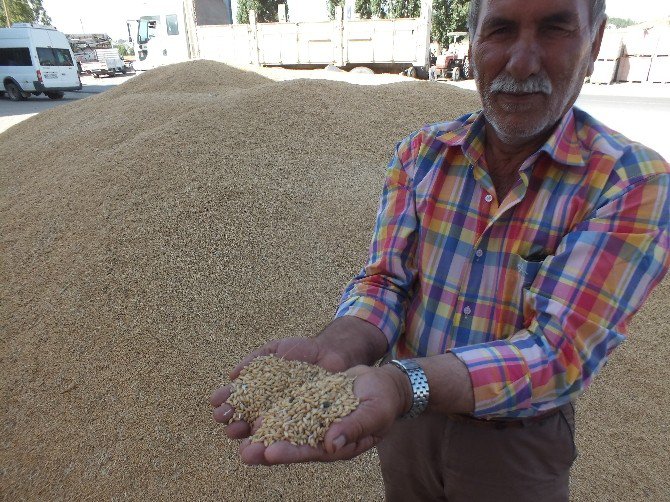 Malazgirt’te Buğday Satışı Başladı