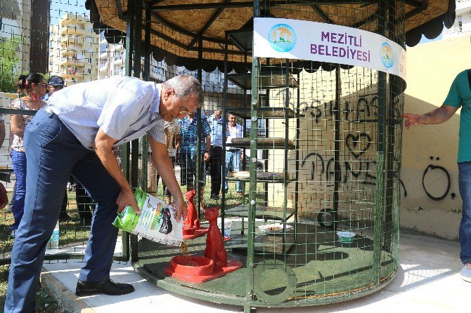 Mezitli Belediyesi ‘Kedi Evi’ Projesini Hayata Geçirdi