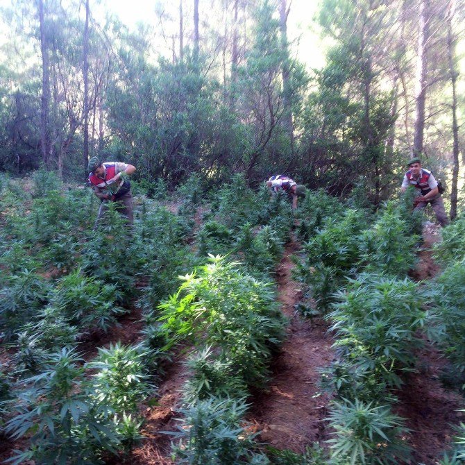 Manavgat’ta Uyuşturucu Operasyonu