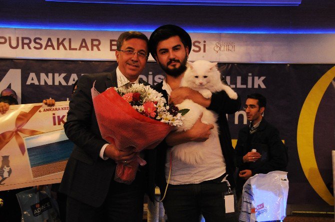 Uluslararası Pursaklar Kedi Güzellik Festivali Başlıyor