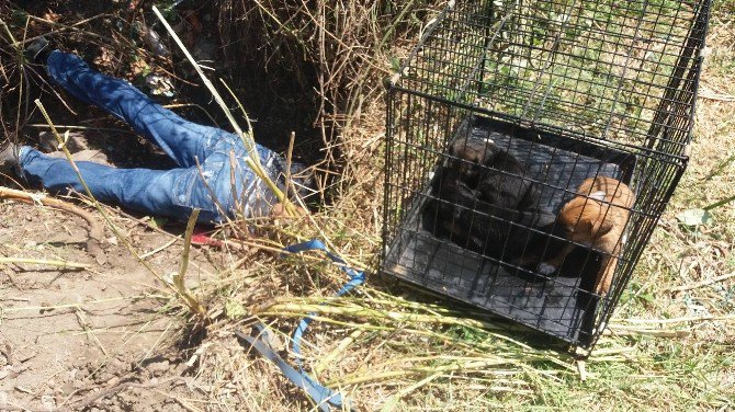 Muğla’da Sulama Kanalına Sıkışan Köpekler Kurtarıldı