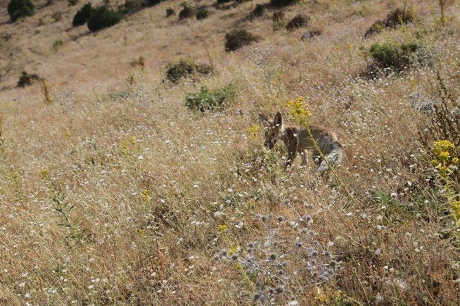 Tedavisi Tamamlanan Tilki, Doğal Ortamına Bırakıldı