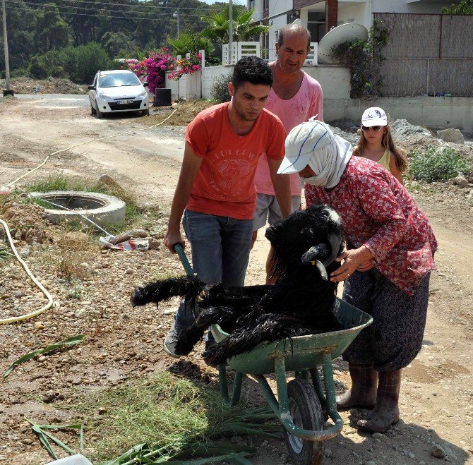 Rögardan Keçi Kurtarma Operasyonu