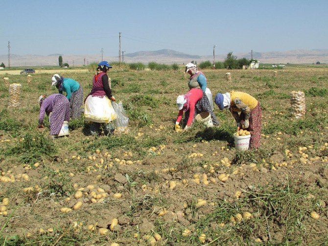 Sandıklı’da Patates Hasadı Sıkıntılı Başladı