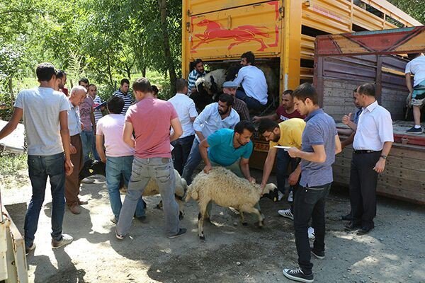 Şemdinli’de Küçükbaş Hayvan Dağıtımı