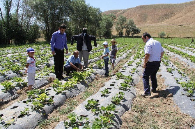 Başkale’de "Örnek Çilek Bahçesi" Projesi Hasat Vermeye Başladı