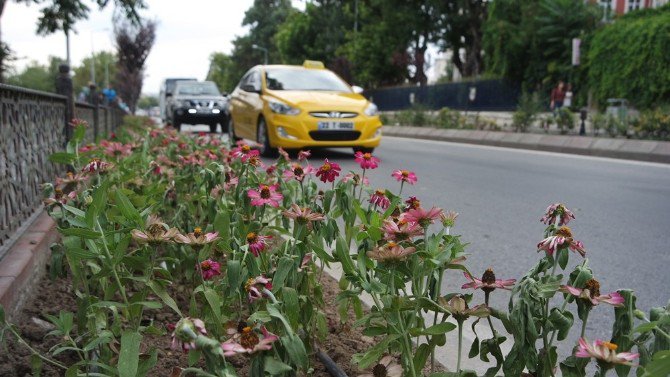 Kaldırımlar Kral Kızı’yla Renklenecek