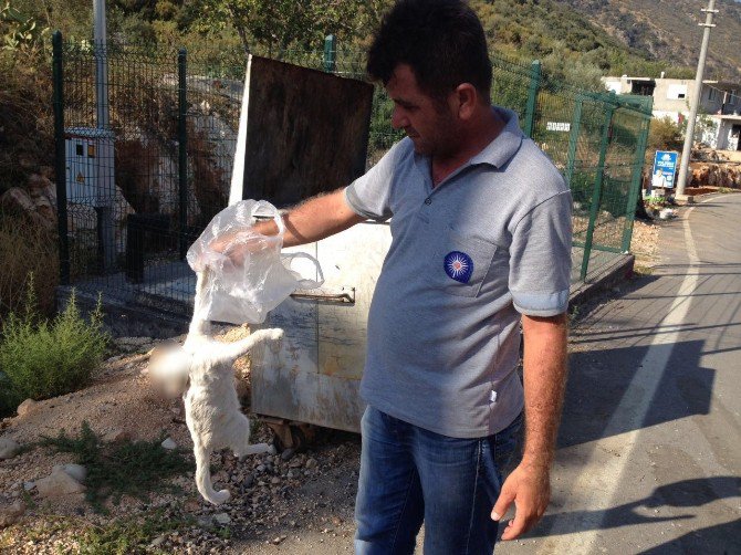 Antalya’da Kedi Katliamı