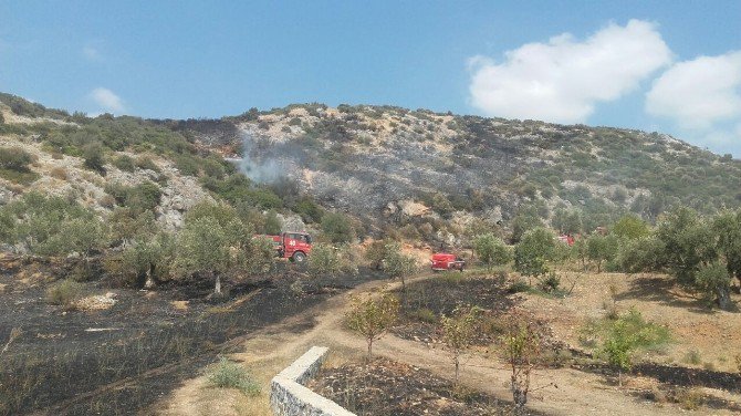 Kuşadası’nda Zeytinlik Ve Makilik Yangını