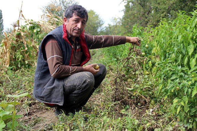 Domatesi Fungal Hastalığı Vurdu