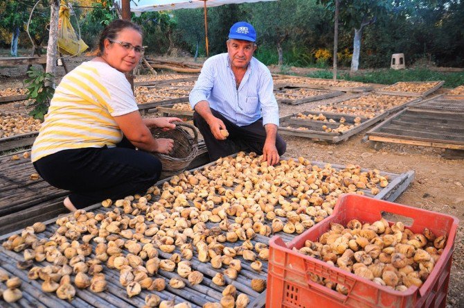 İncir’de Bu Yıl Rekolte Ve Kalite Yüksek