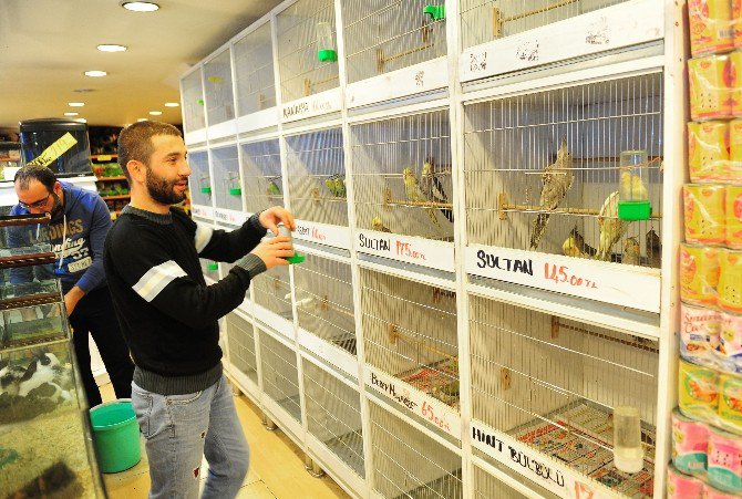 Pet Shop Sahiplerine Sertifika Eğitimi Zorunlu