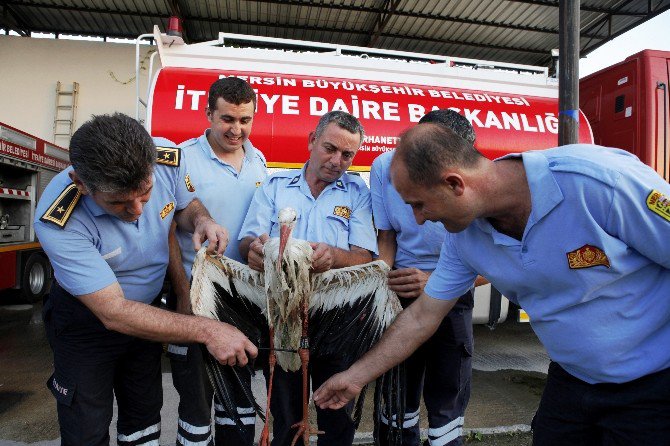 Bilim İnsanlarının İncelemeye Aldığı Leylek Mersin’de Vuruldu