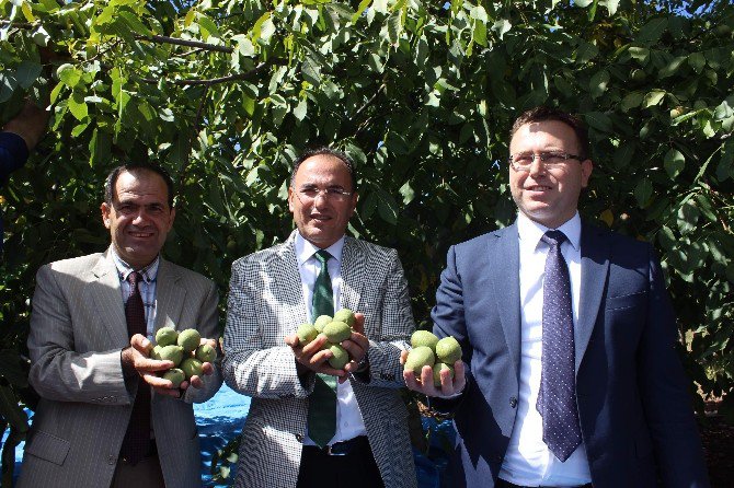 Adıyaman’da Ceviz Hasadı Başladı