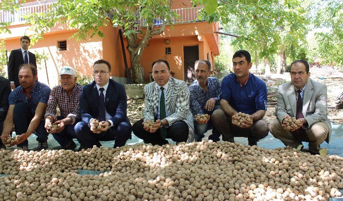 Adıyaman’da Ceviz Hasadı Başladı