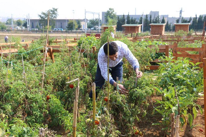 Gtü’de ’Hobi Bahçeleri’ Projesinde Hasat Dönemi Başladı