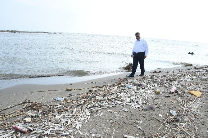 Mersin’deki Balık Ölümleri