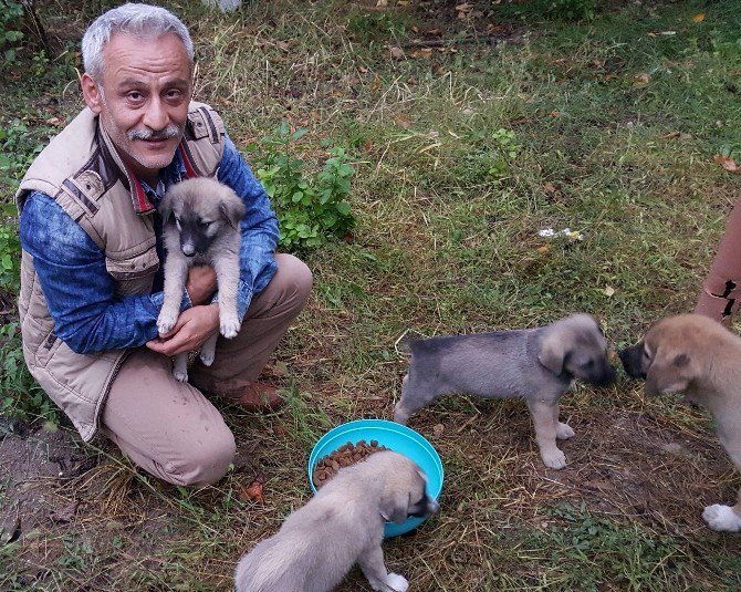 Öğretmen, 9 Köpek Yavrusuna Sahip Çıktı