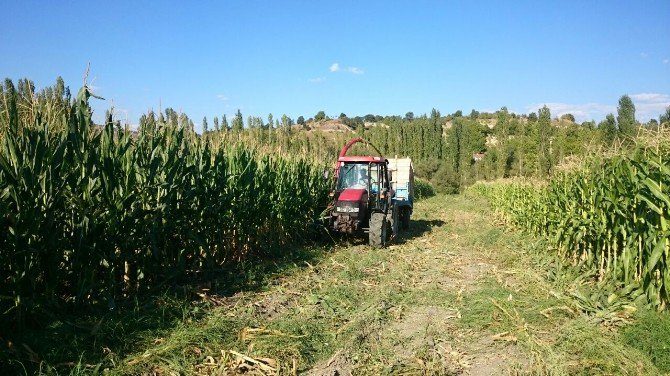 Pazarlar’da Silajlık Mısır Hasadına Başlandı