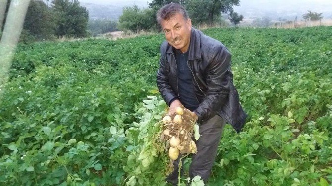 Türkiye’nin İlk “Beyaz Patates” Hasadı Yapılacak