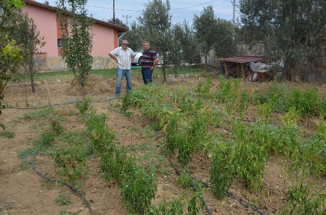 Burhaniye’de Domuzlar Bahçelere İndi