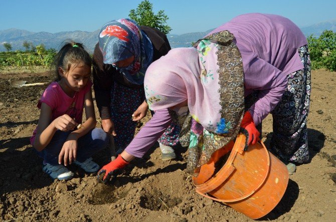 Isparta Safran Üretecek