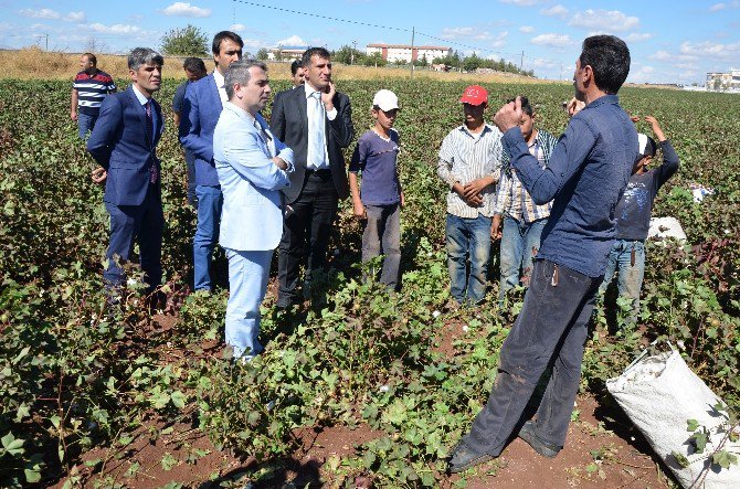 Pamuk Tarlasındaki Çocuklara Kaymakam’dan Eğitim Desteği