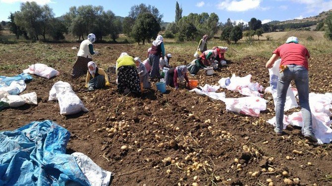 Türkiye’nin İlk “Beyaz Patates” Hasadı Yapılacak