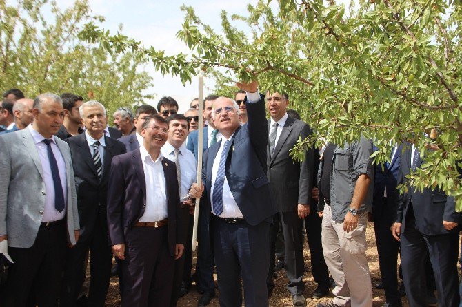 Şanlıurfa’da İlk Kez Badem Hasadı Günü Etkinliği Düzenlendi