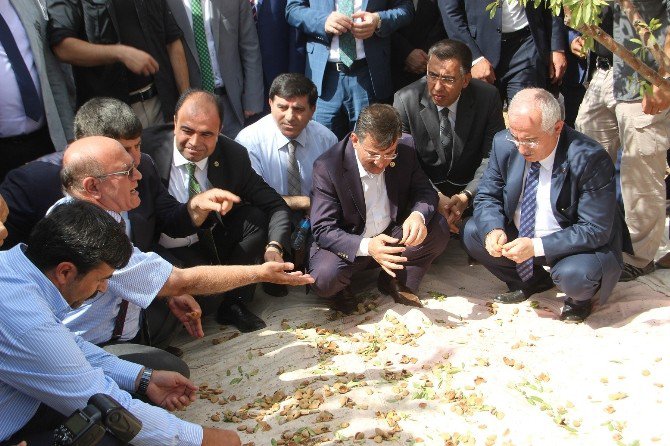 Şanlıurfa’da İlk Kez Badem Hasadı Günü Etkinliği Düzenlendi