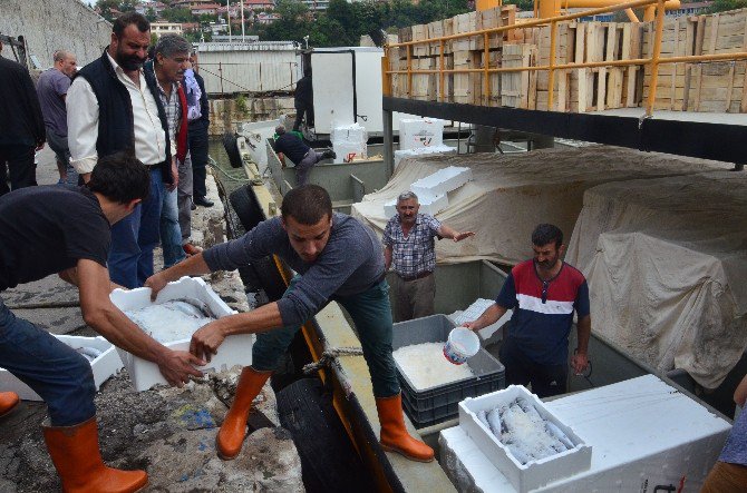 Zonguldak’ta Palamut Bereketi