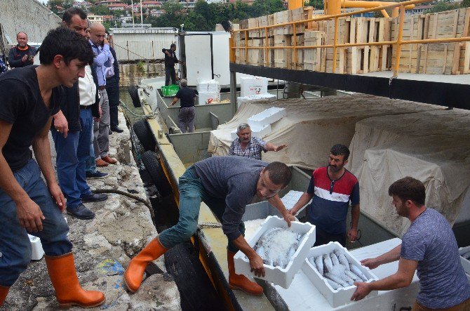 Zonguldak’ta Palamut Bereketi