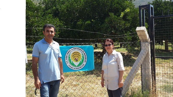 Turunçgilde Akdeniz Meyve Sineği Mücadelesi Başladı