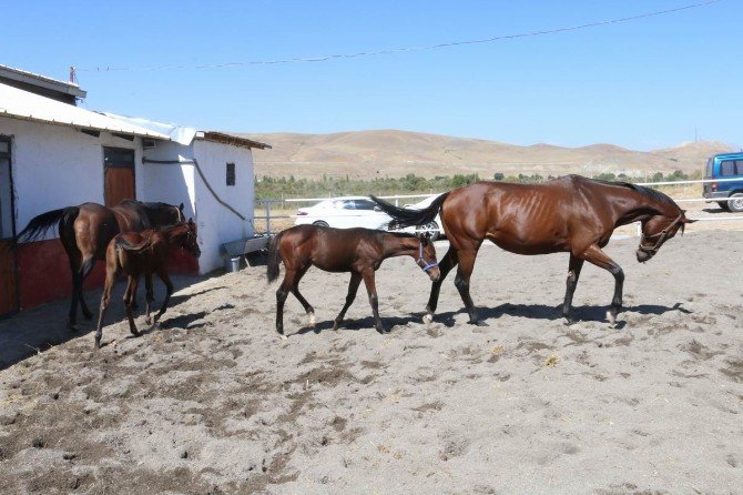 Erzincan’a Hipodrom Yapılacak