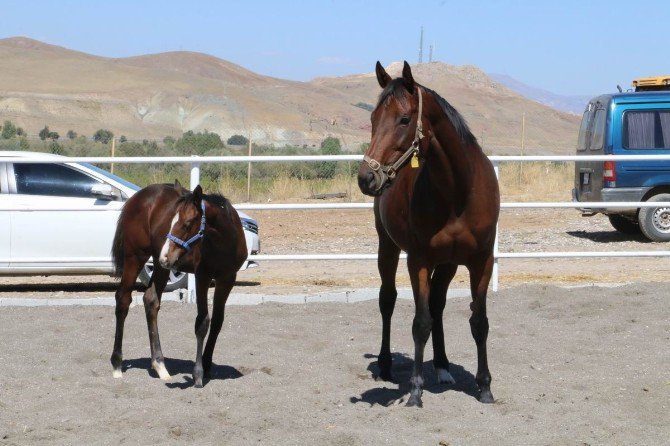 Erzincan’a Hipodrom Yapılacak