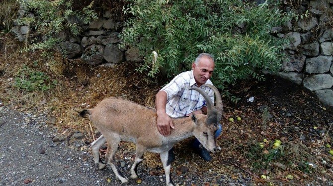 Hasta Dağ Keçisi Tedavi Altına Alındı