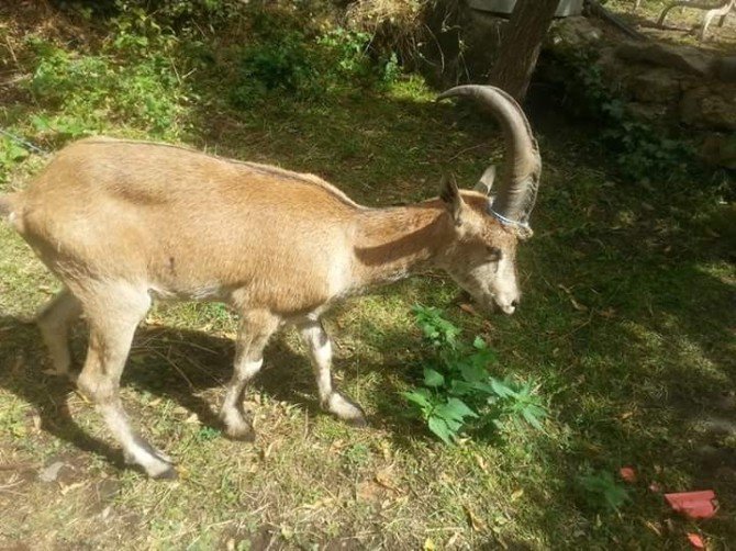 Hasta Dağ Keçisi Tedavi Altına Alındı